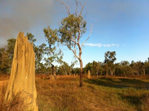 Ant Hill Lakefield Nat Park