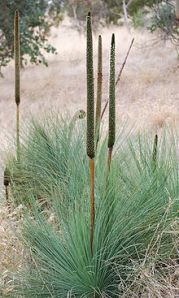 220px-Xanthorrhoea_semiplana_-_Anstey_Hill[1]
